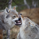 Illustration for article titled Top Predators May Be the Most Important Animals on Earth